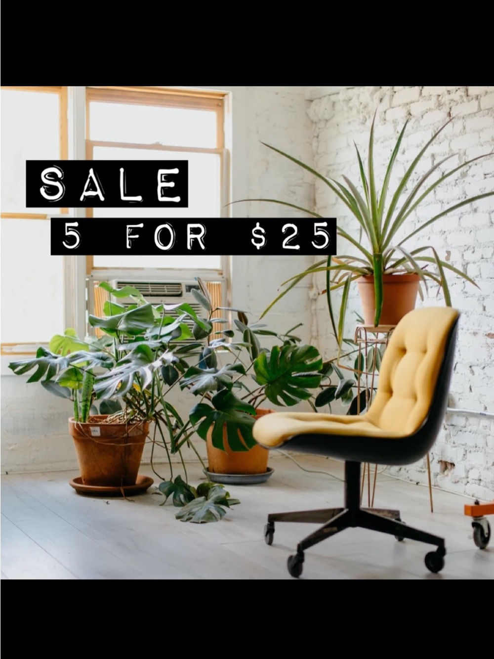 🪴5/$25🪴   SALE